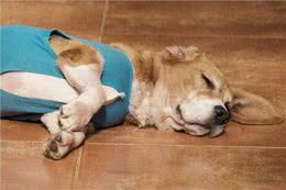 千万不要给狗狗喂食哪些东西?