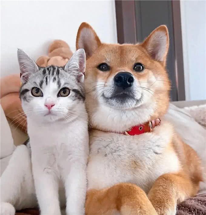 狗狗和猫猫,哪个更适合你?