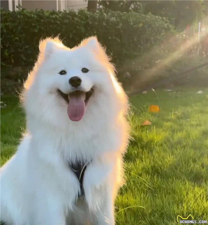 狗狗和猫猫,哪个更适合你?