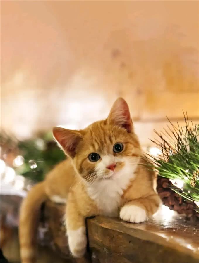 狗狗和猫猫,哪个更适合你?