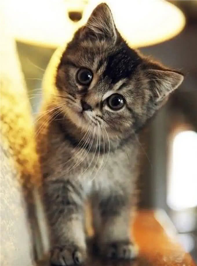 狗狗和猫猫,哪个更适合你?