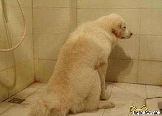 训练家中狗狗到定点的地方排便,乖乖上厕所!