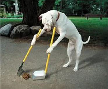 训练家中狗狗到定点的地方排便,乖乖上厕所!