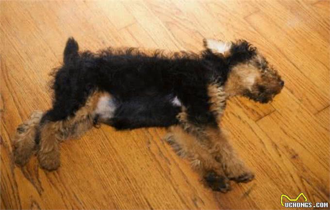 狗狗死后多年,却依旧能在家里看到它,让人惊悚害怕