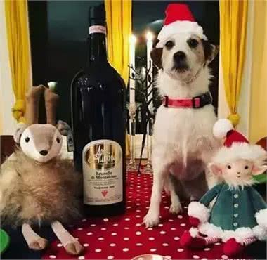 狗狗死后多年,却依旧能在家里看到它,让人惊悚害怕