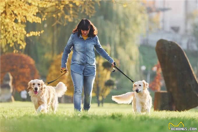 狗狗胆小又焦虑,是时候改变你的遛狗方式了!