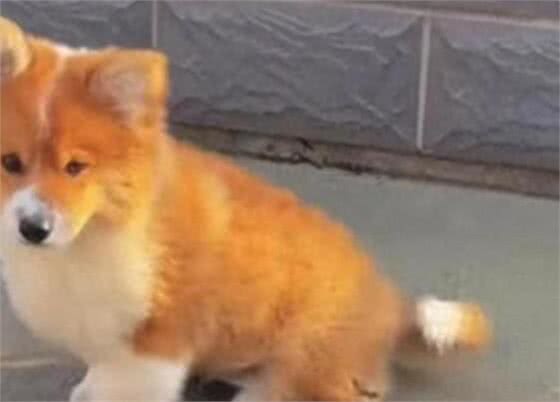 柯基短腿基因有多顽强，灵缇也拯救不了小短腿