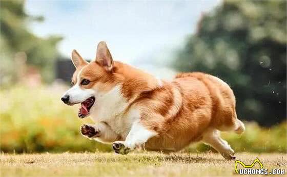 柯基短腿基因有多顽强，灵缇也拯救不了小短腿