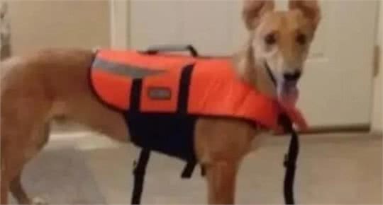 柯基短腿基因有多顽强，灵缇也拯救不了小短腿