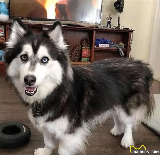 柯基短腿基因有多顽强，灵缇也拯救不了小短腿