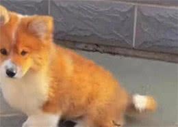 柯基短腿基因有多顽强，灵缇也拯救不了小短腿