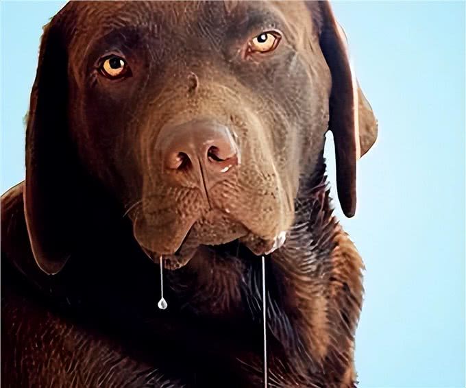 狗狗上火的症状和四个解决办法