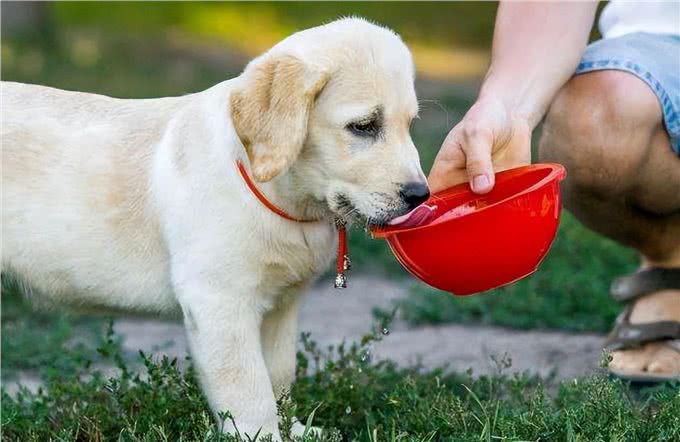 狗狗上火的症状和四个解决办法