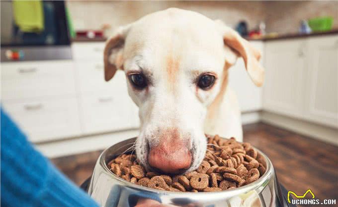狗狗上火的症状和四个解决办法