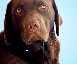 狗狗上火的症状和四个解决办法