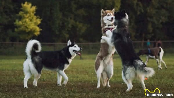 地球上10大最好的家庭伴侣犬，中华田园犬领衔榜单，你喜欢哪个?