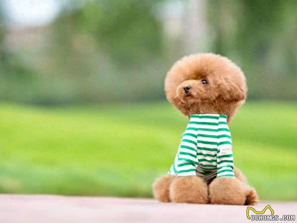 地球上10大最好的家庭伴侣犬，中华田园犬领衔榜单，你喜欢哪个?