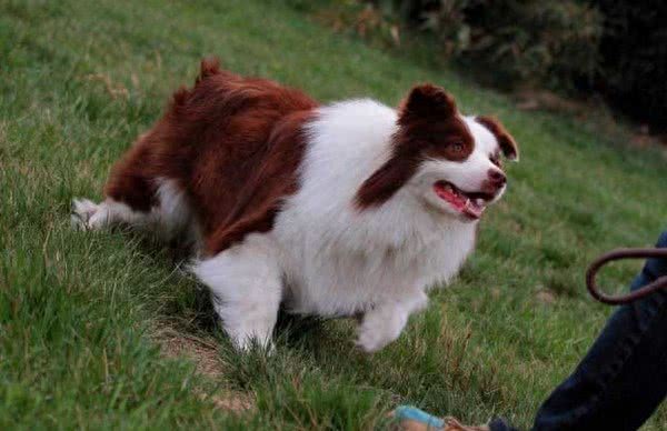 地球上10大最好的家庭伴侣犬，中华田园犬领衔榜单，你喜欢哪个?