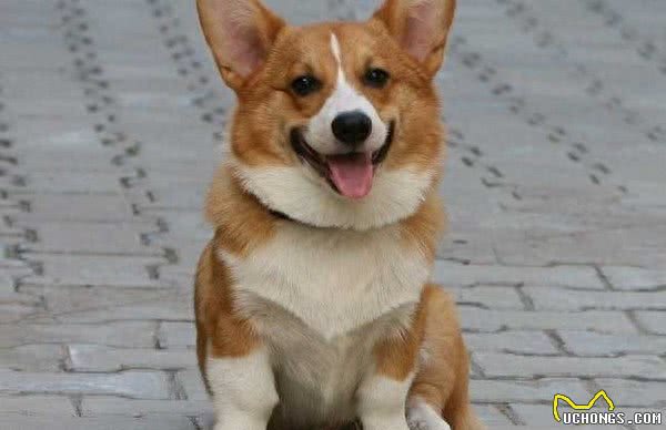 地球上10大最好的家庭伴侣犬，中华田园犬领衔榜单，你喜欢哪个?