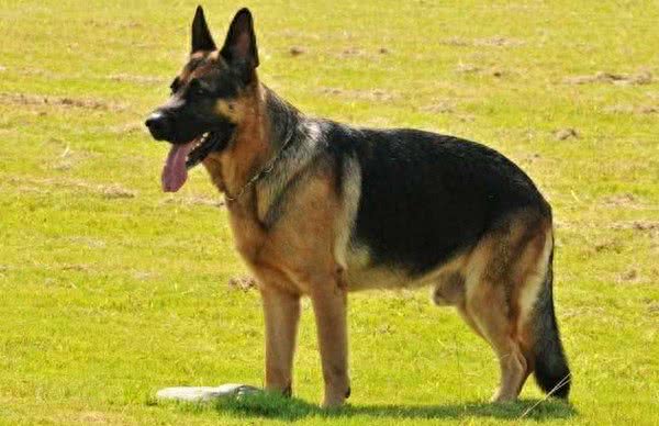 地球上10大最好的家庭伴侣犬，中华田园犬领衔榜单，你喜欢哪个?