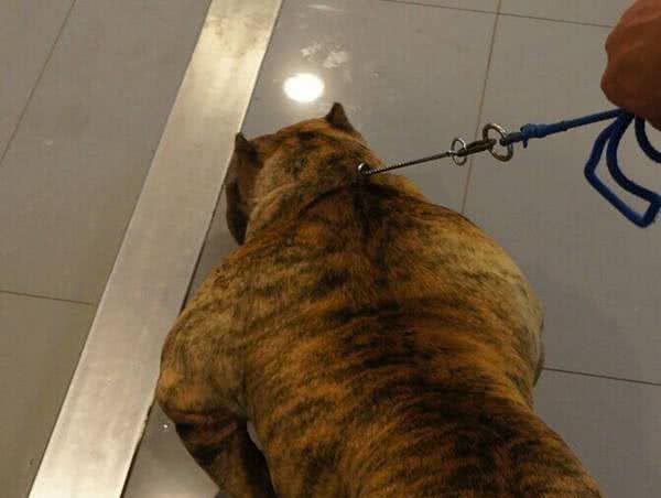 初养美国恶霸犬,您不得不知道的恶霸犬的优点!