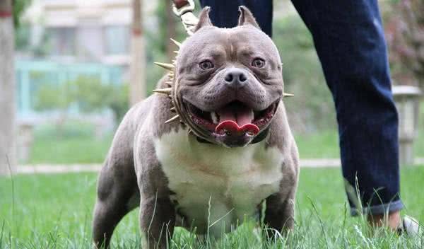 初养美国恶霸犬,您不得不知道的恶霸犬的优点!