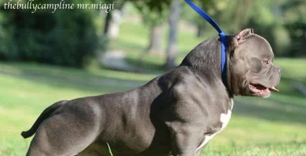 初养美国恶霸犬,您不得不知道的恶霸犬的优点!