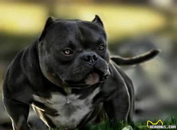 初养美国恶霸犬,您不得不知道的恶霸犬的优点!