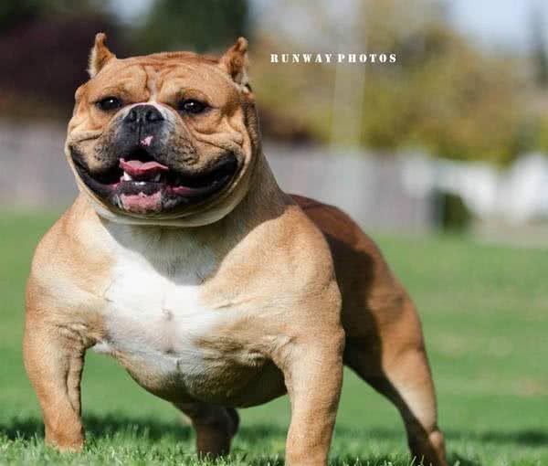 初养美国恶霸犬,您不得不知道的恶霸犬的优点!