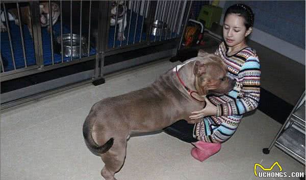 初养美国恶霸犬,您不得不知道的恶霸犬的优点!