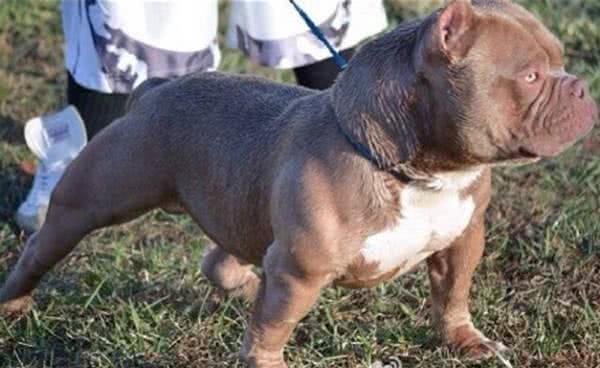 初养美国恶霸犬,您不得不知道的恶霸犬的优点!