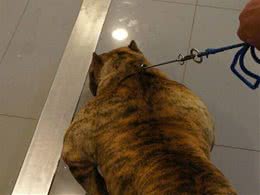 初养美国恶霸犬，您不得不知道的恶霸犬的优点!