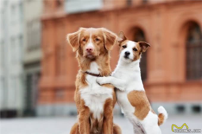 聪明狗VS笨狗:5大区别揭秘,原来我们误解了它们那么久!