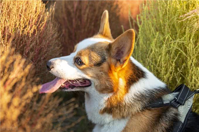 狗肠胃不好口臭,肠胃不好也会口臭吗