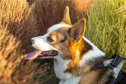 狗肠胃不好口臭，肠胃不好也会口臭吗