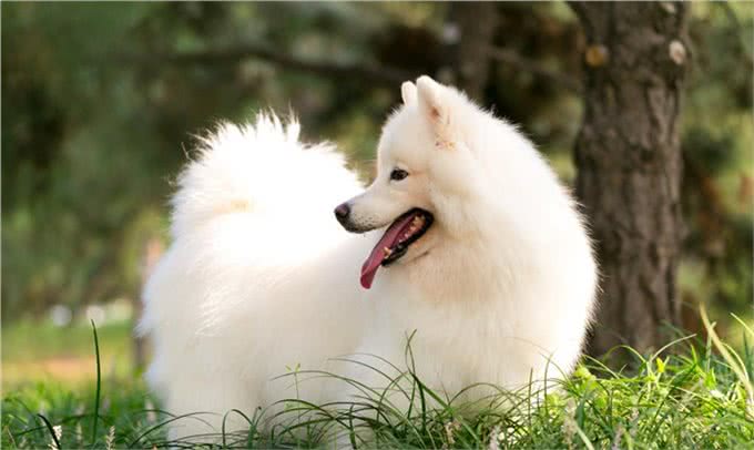 你想知道，如何让狗狗和小朋友相处吗?