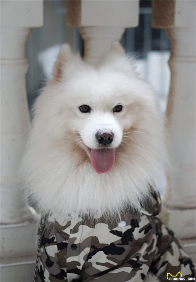 你想知道，如何让狗狗和小朋友相处吗?