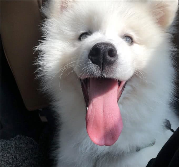 你想知道，如何让狗狗和小朋友相处吗?