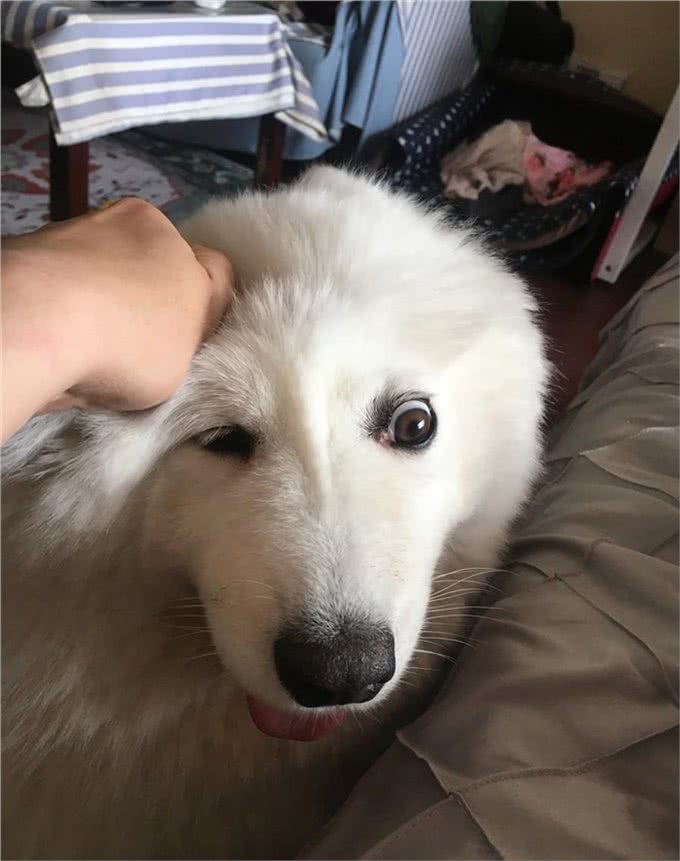 你想知道，如何让狗狗和小朋友相处吗?