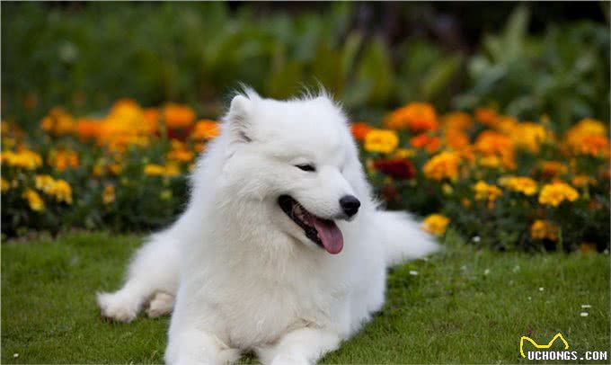 你想知道，如何让狗狗和小朋友相处吗?