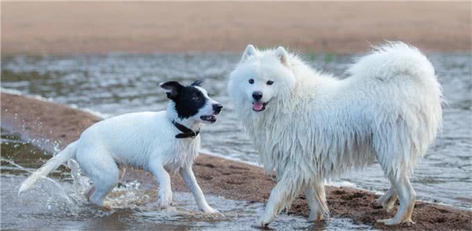 你想知道，如何让狗狗和小朋友相处吗?