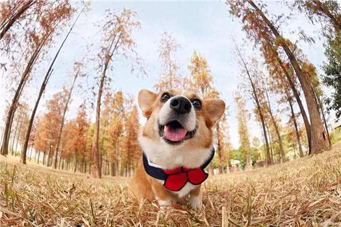 养狗知识：狗狗严重缺钙如何快速补钙