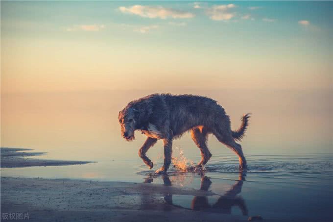 水上的刀锋战士：带你深入了解爱尔兰水猎犬!