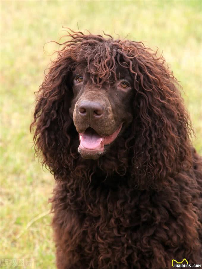 水上的刀锋战士：带你深入了解爱尔兰水猎犬!