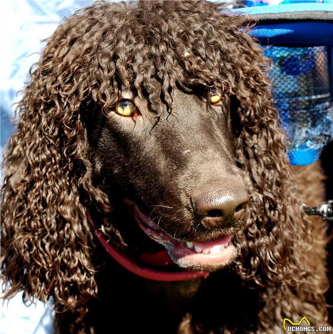 水上的刀锋战士：带你深入了解爱尔兰水猎犬!