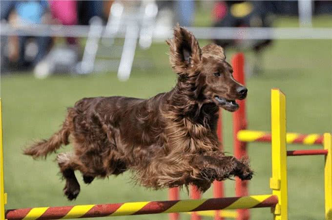 水上的刀锋战士：带你深入了解爱尔兰水猎犬!