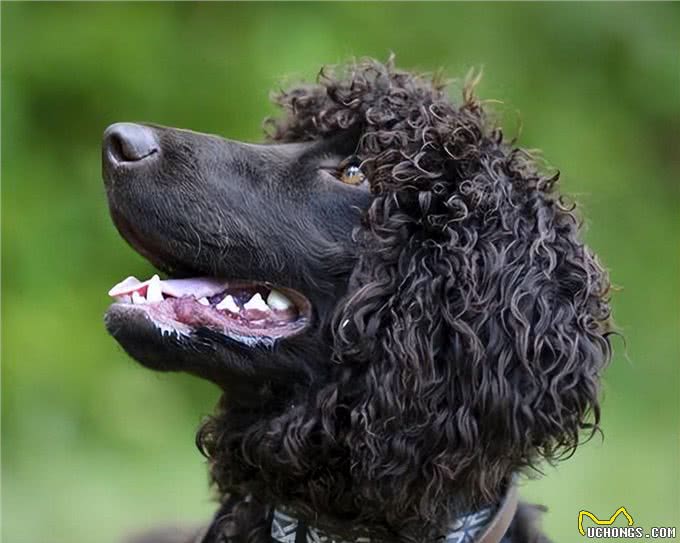 水上的刀锋战士：带你深入了解爱尔兰水猎犬!