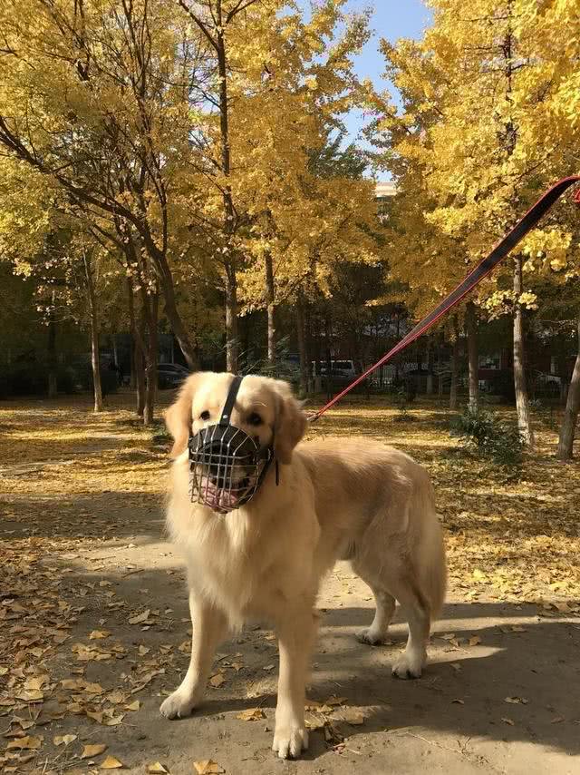 不想金毛在家乱叫?但主人这2种错误的反应，会让狗狗更爱叫