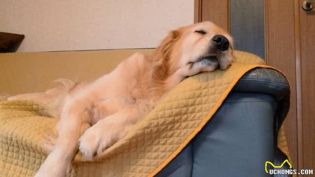 不想金毛在家乱叫?但主人这2种错误的反应，会让狗狗更爱叫