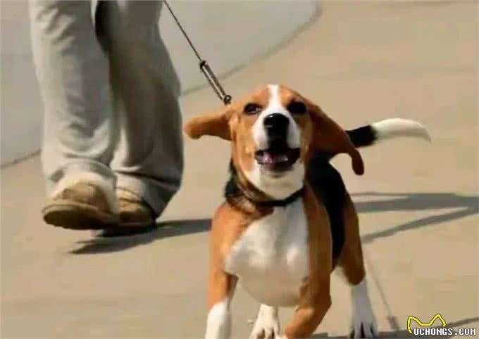 从守卫到伴侣:狗狗与人类的情感演变
